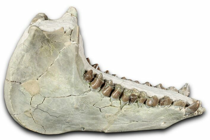 Fossil Oreodont (Merycoidodon) Mandible - South Dakota #355494